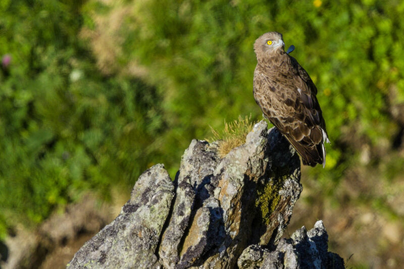 Circaète Jean-le-Blanc dans les monts Dore